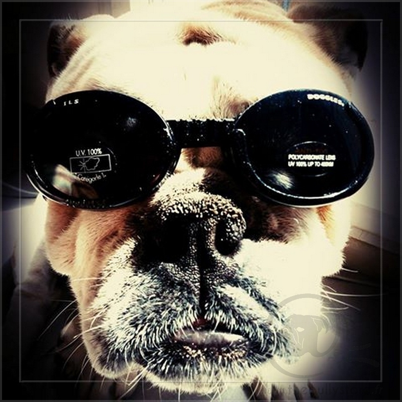 Doggles glasses outlet