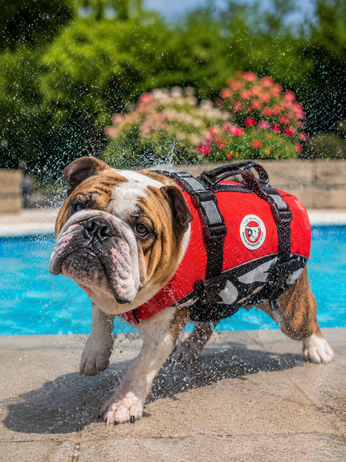 Gilet de sauvetage Ezydog